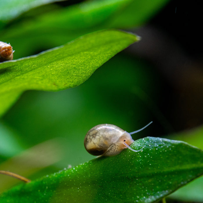 malaysian trump pest snails