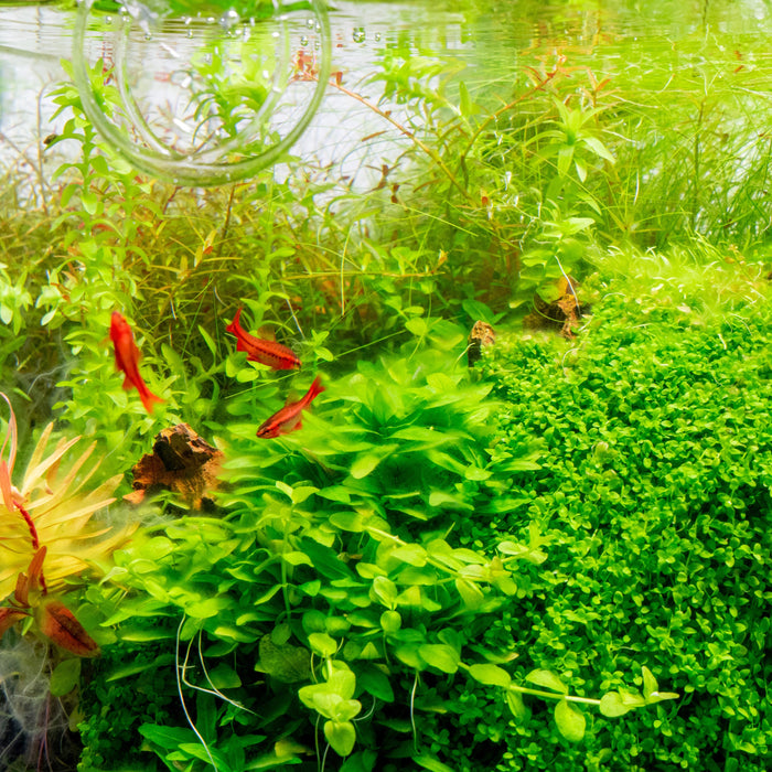 Choosing Plants for Species-Specific Tanks: Expert Tips for Success