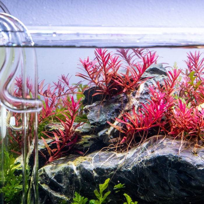 How to Adjust pH in the Freshwater Aquarium