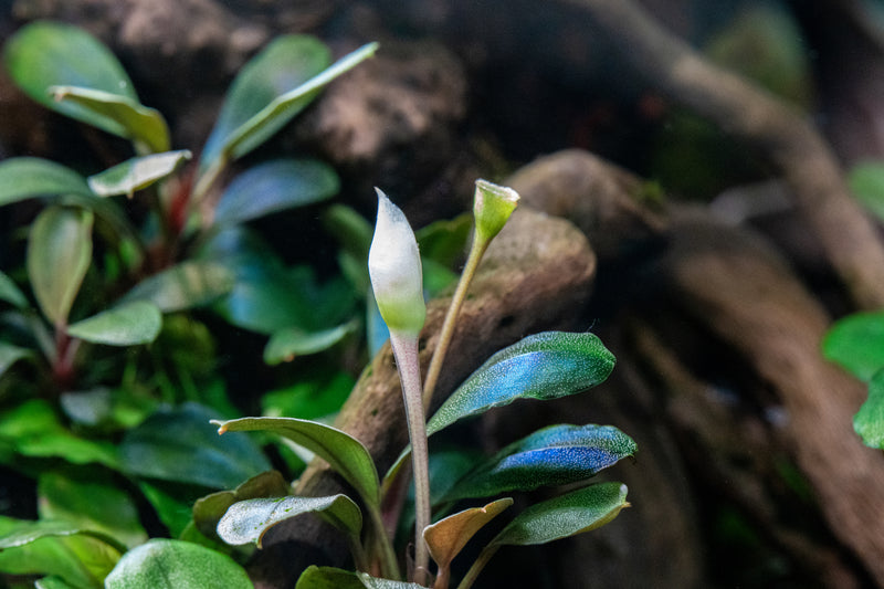 Sustainable Bucephalandra Harvesting: Balancing Conservation
