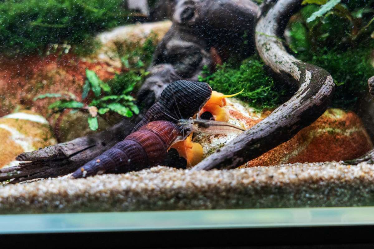 Shrimp vs. Snails: Which Clean-Up Crew Is Best?
