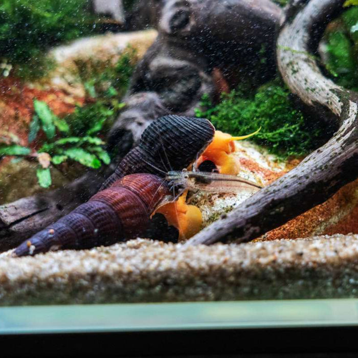 Aquascaping Supplies | Aquarium Aquascaping | Buce Plant