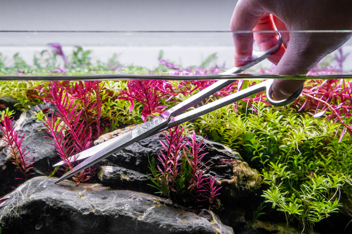 How to Grow Freshwater Aquarium Plants: 15 Steps (with Pictures)