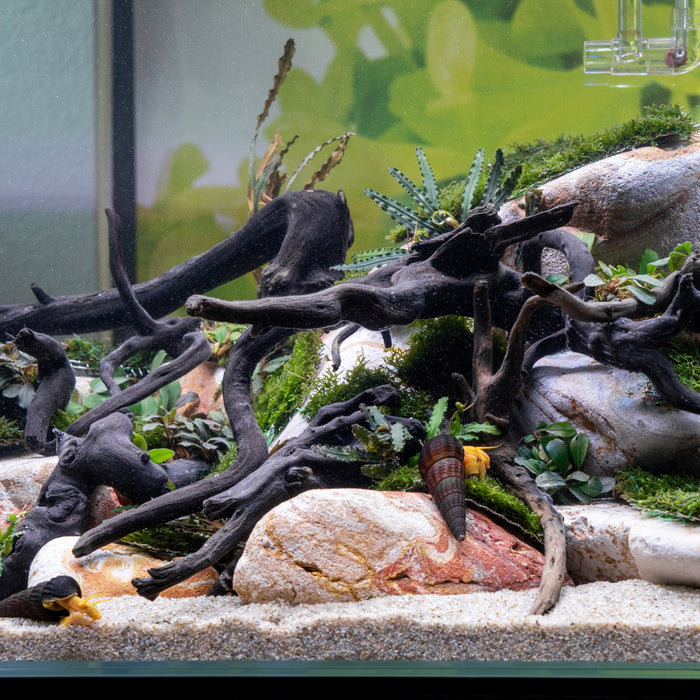Aquascaping Guides & Planted Tank Tips - Buce Blog — Tagged tips