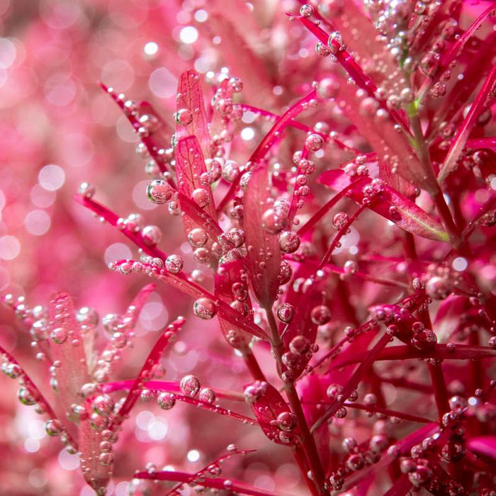 Best Red Aquarium Plants To Add Bold Color to Your Tank