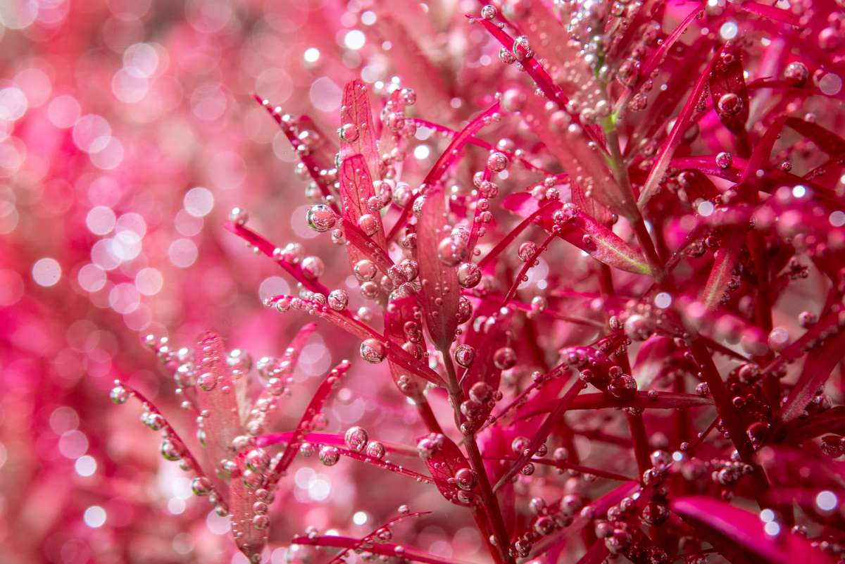 Best Red Aquarium Plants To Add Bold Color to Your Tank