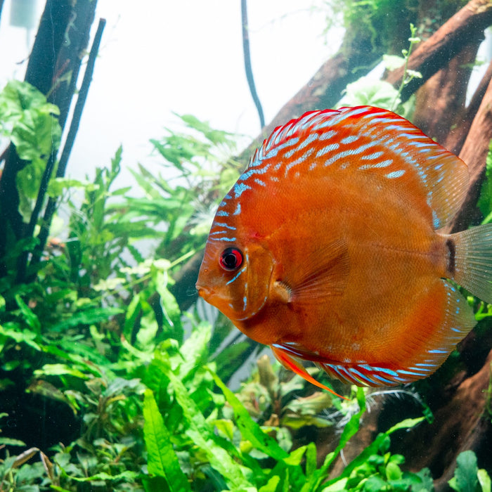 Common Fish Diseases and How to Treat Them