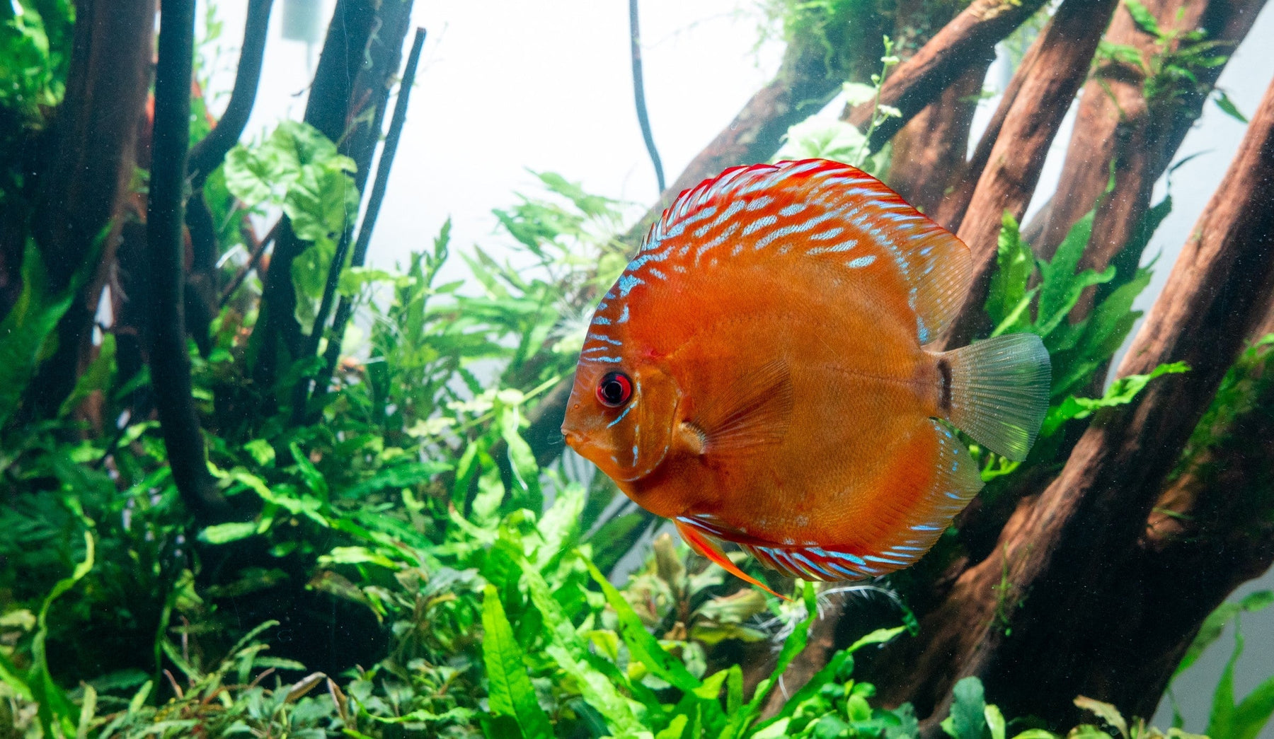 Common Fish Diseases and How to Treat Them