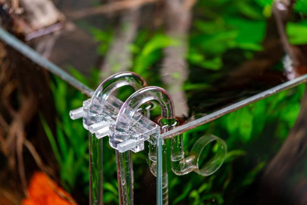 Quiet and Efficient: Choosing the Right Aquarium Filters — Buce Plant