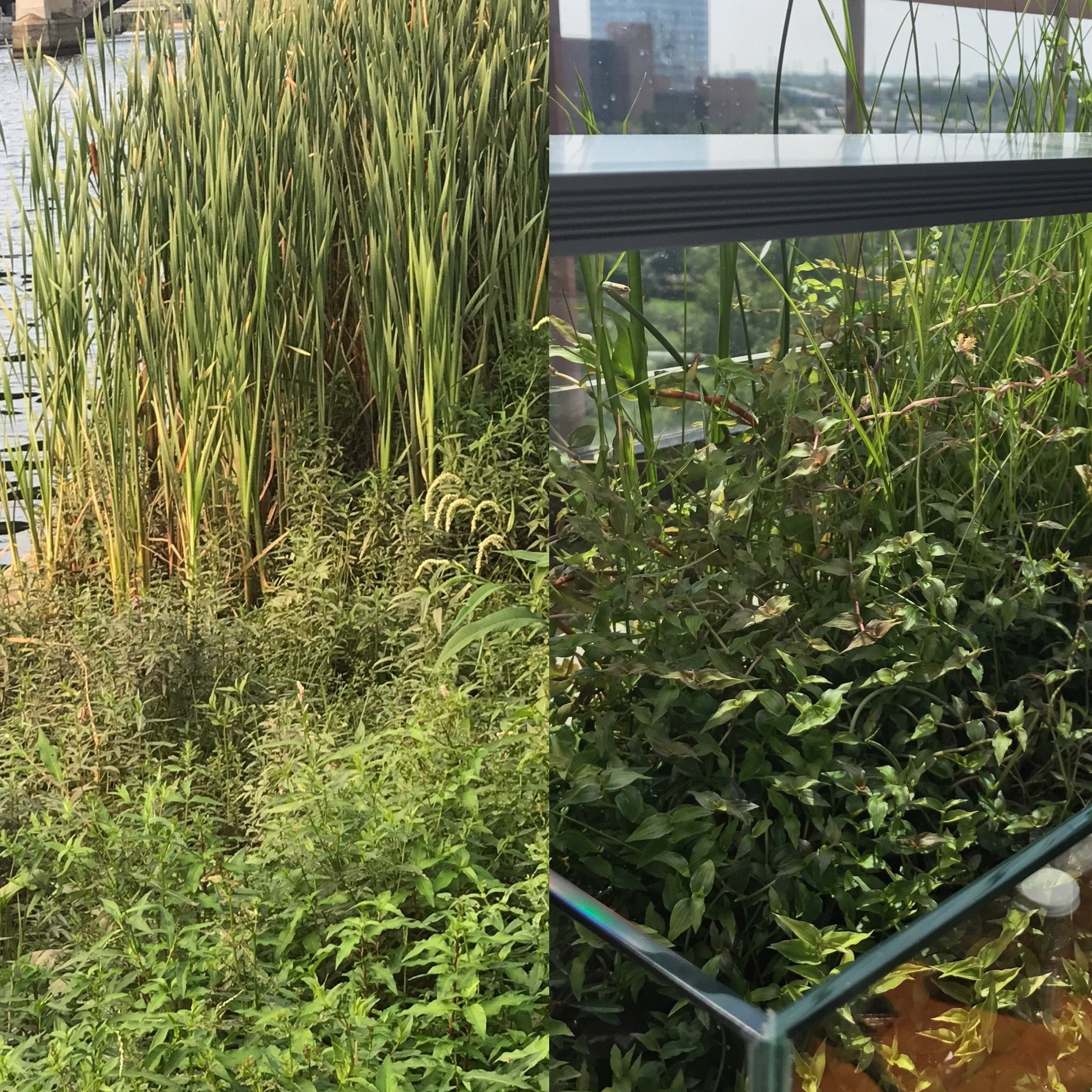 Advice on Algae in the Planted Aquarium — Buce Plant