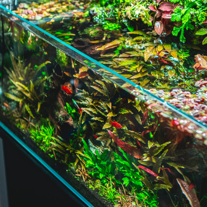 How to Cycle a Fish Tank