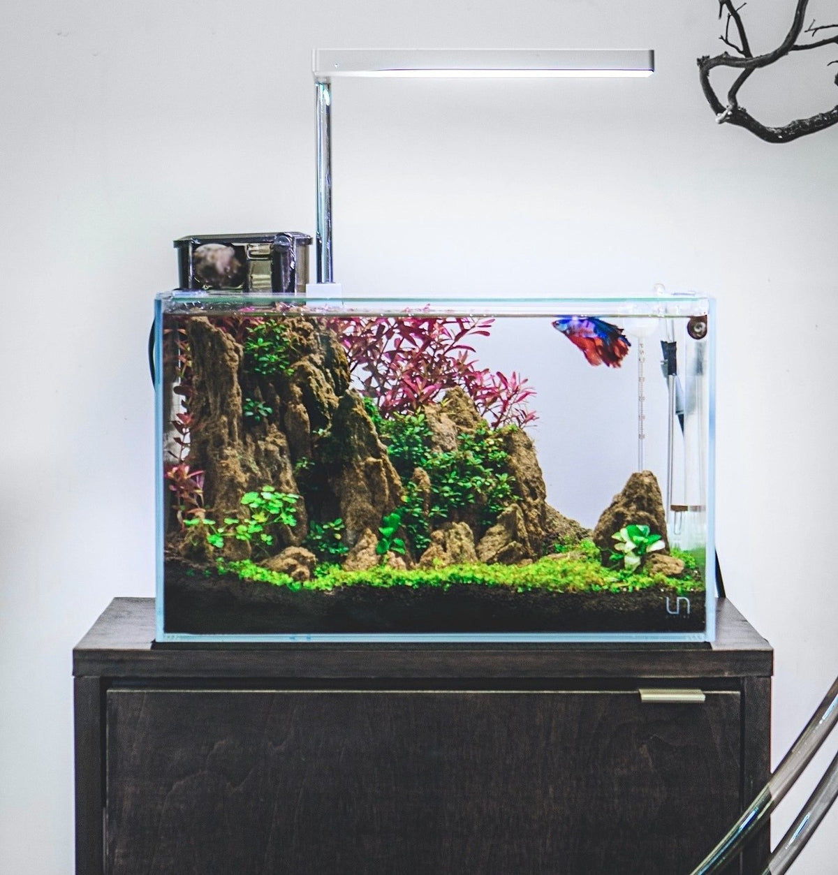 Keeping Bettas: Why You Need a Planted Tank — Buce Plant