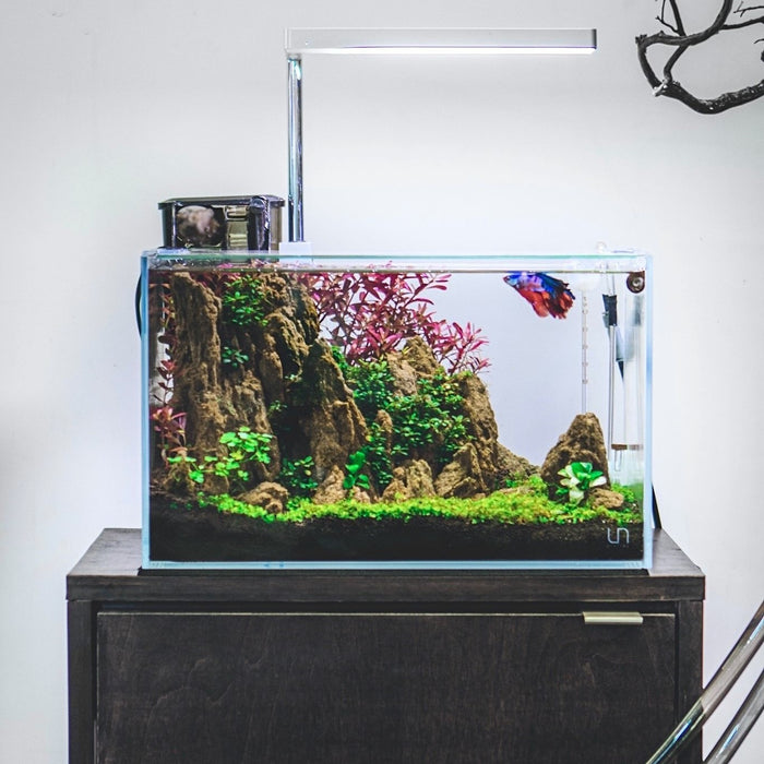 Keeping Bettas: Why You Need a Planted Tank
