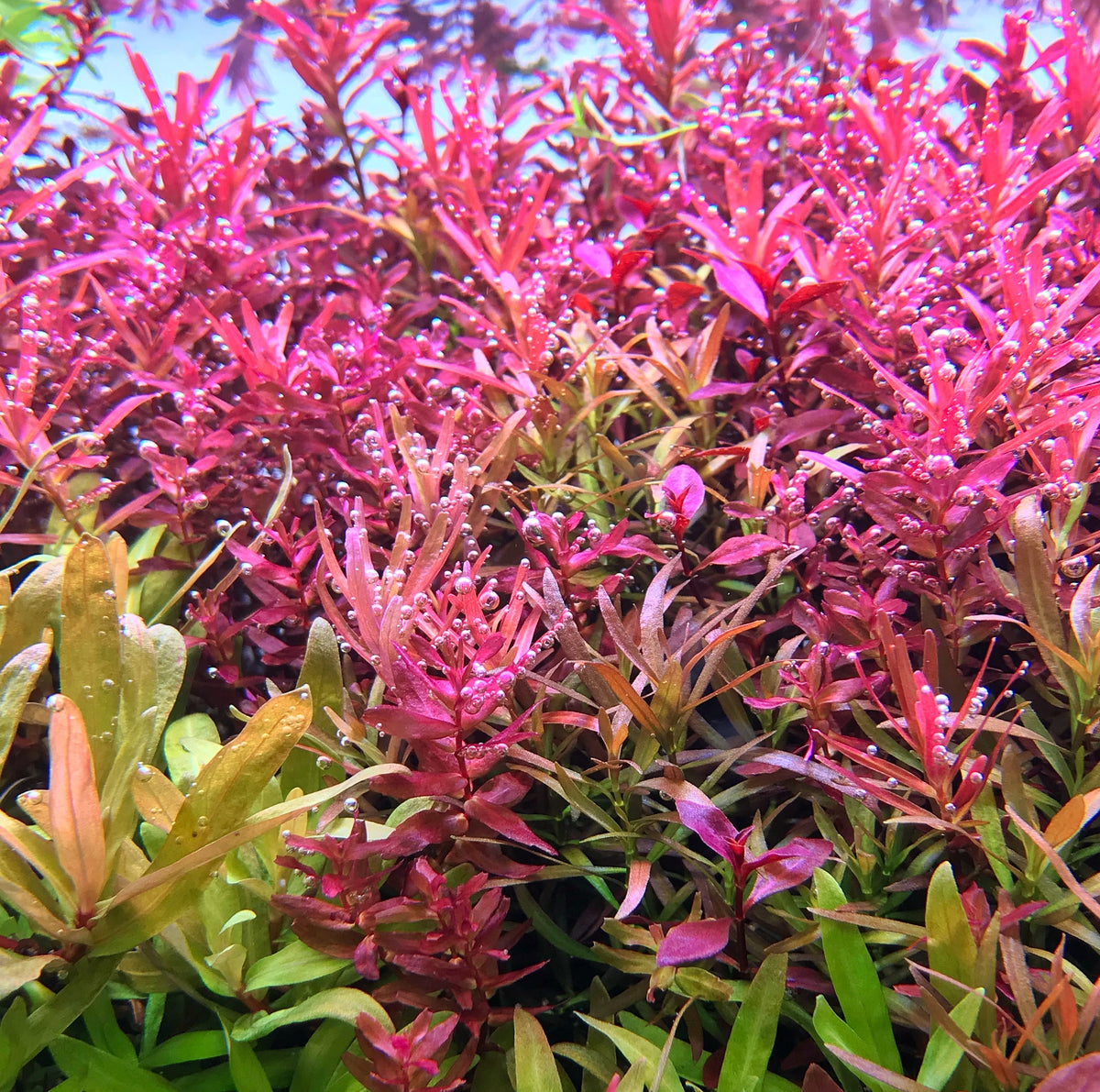 Top 10 Aquascaping Myths — Buce Plant