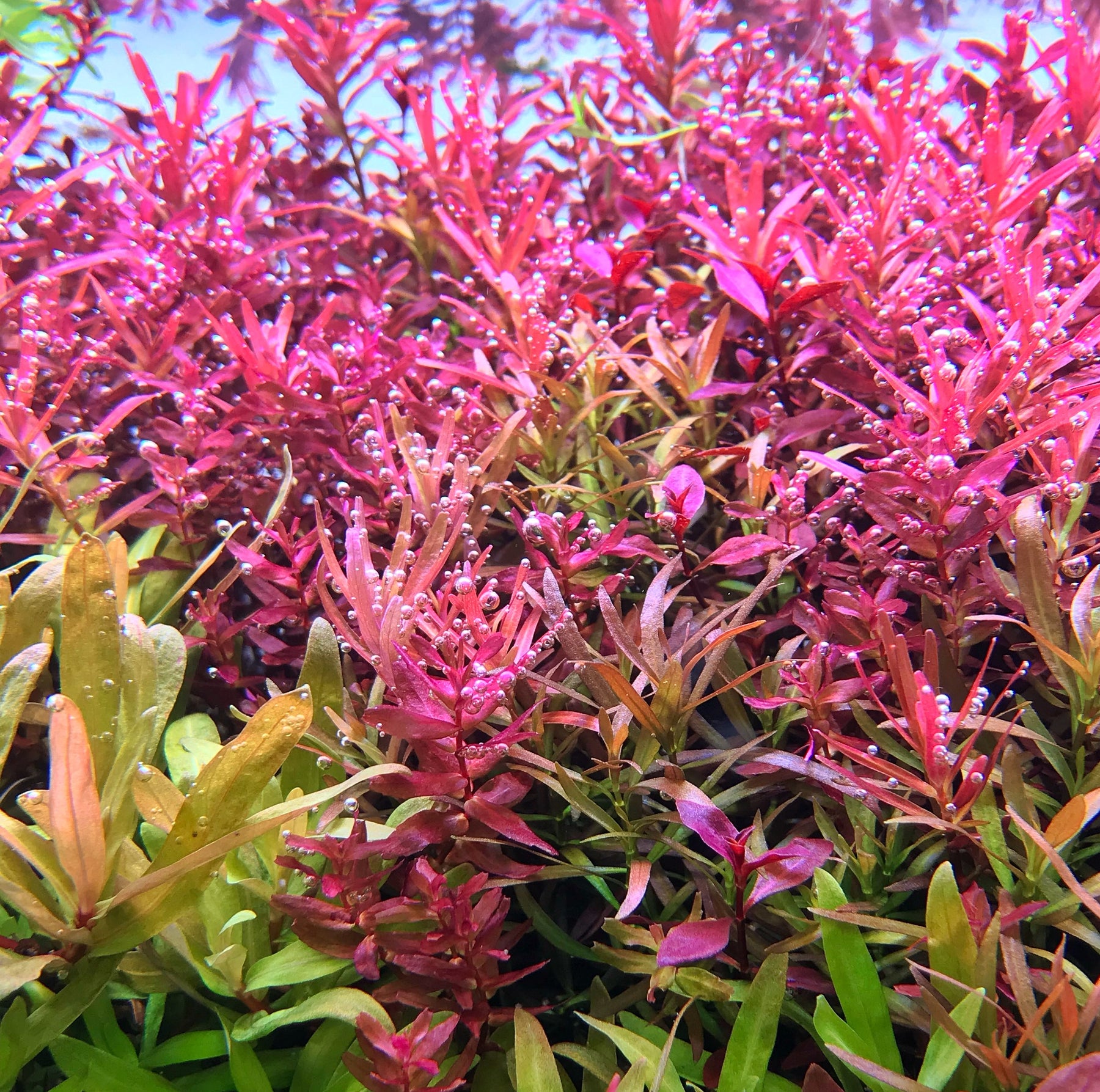 red aquatic plants