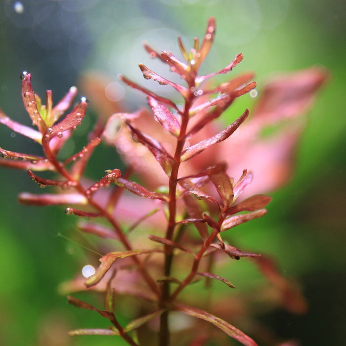 The Mysteries of CO2 in a Planted Tank Explained - Nice and Easy