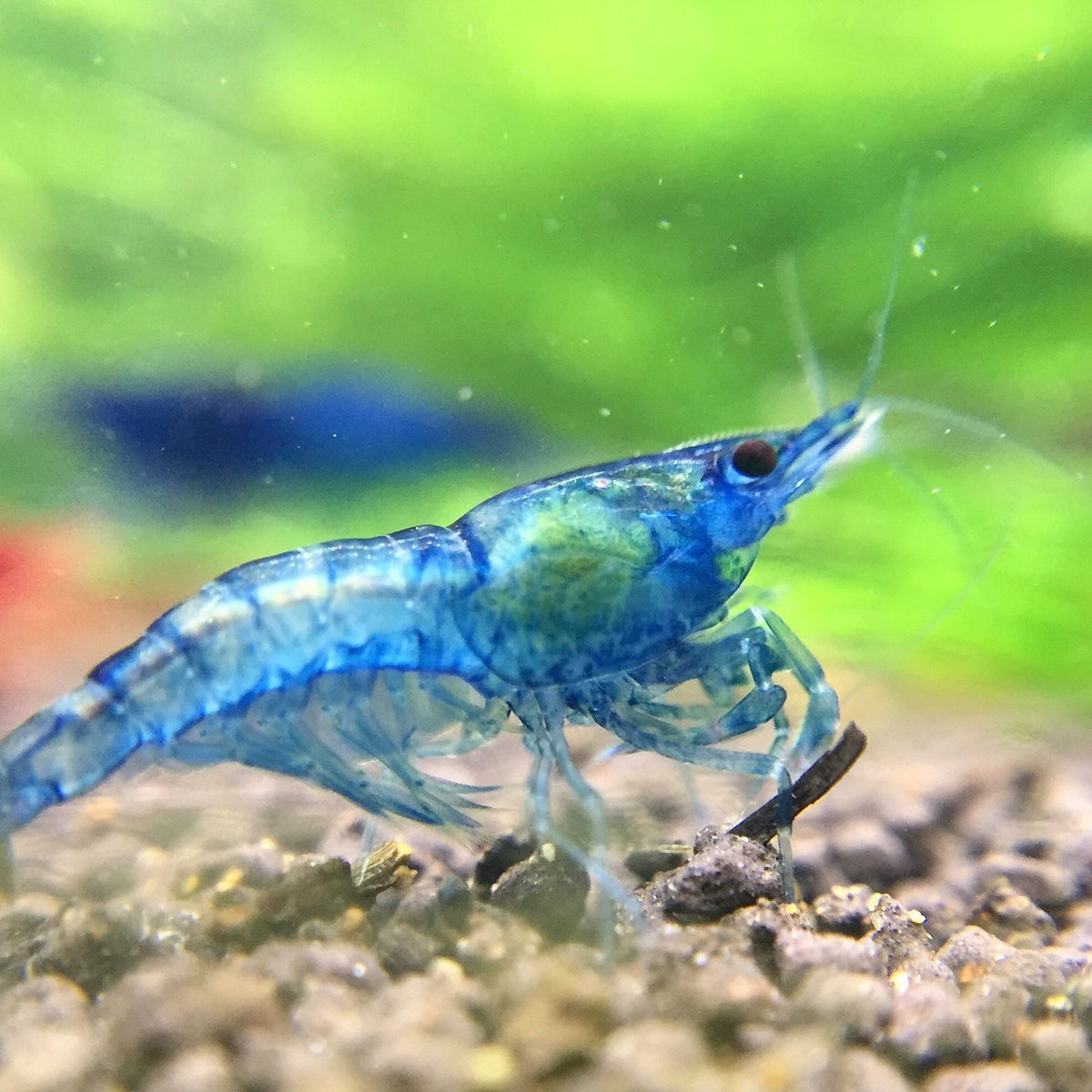 A Beginner's Guide to Keeping Shrimp in a Planted Aquarium — Buce