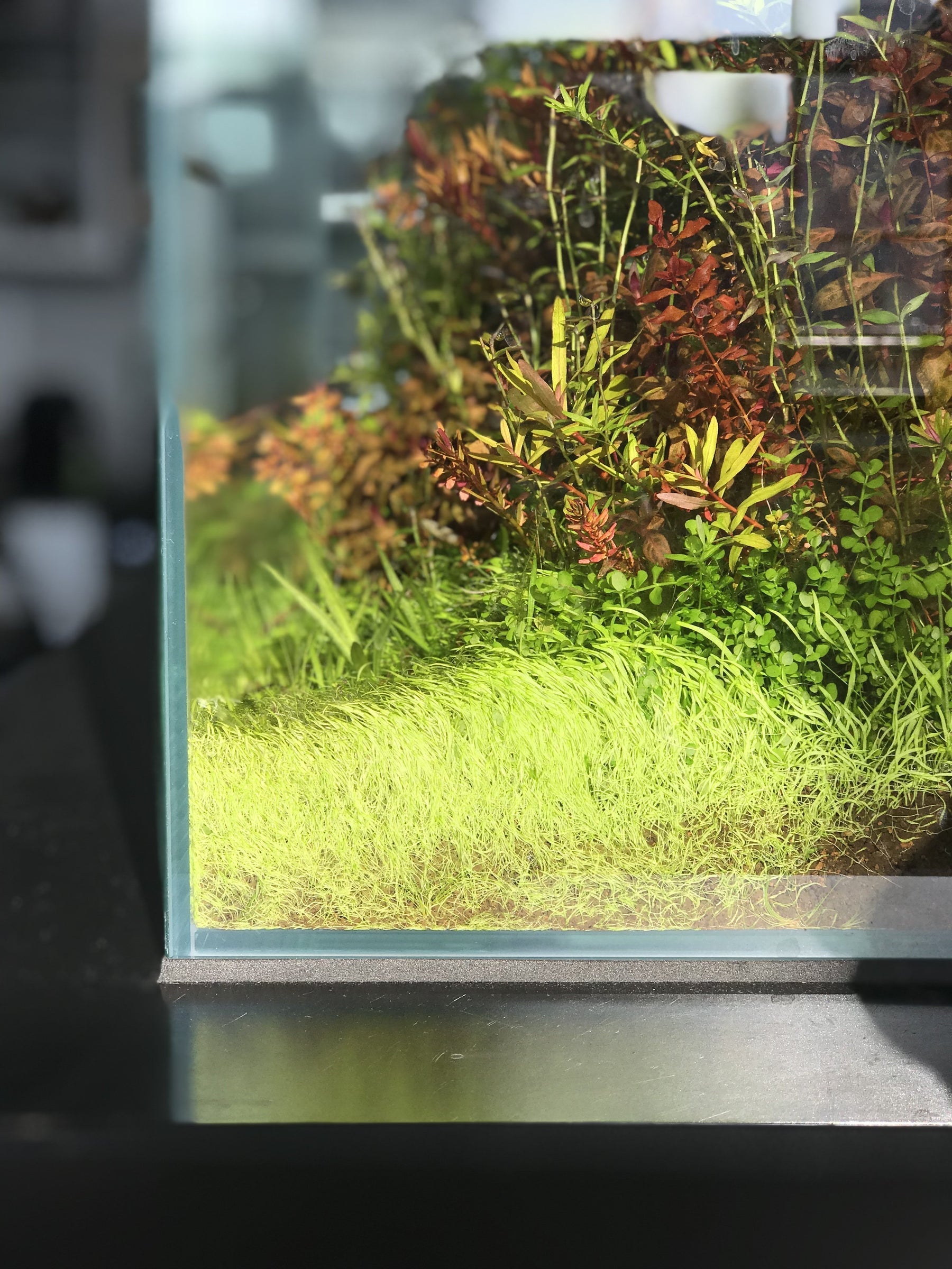 Everything You Need To Know About Carpeting Aquarium Plants