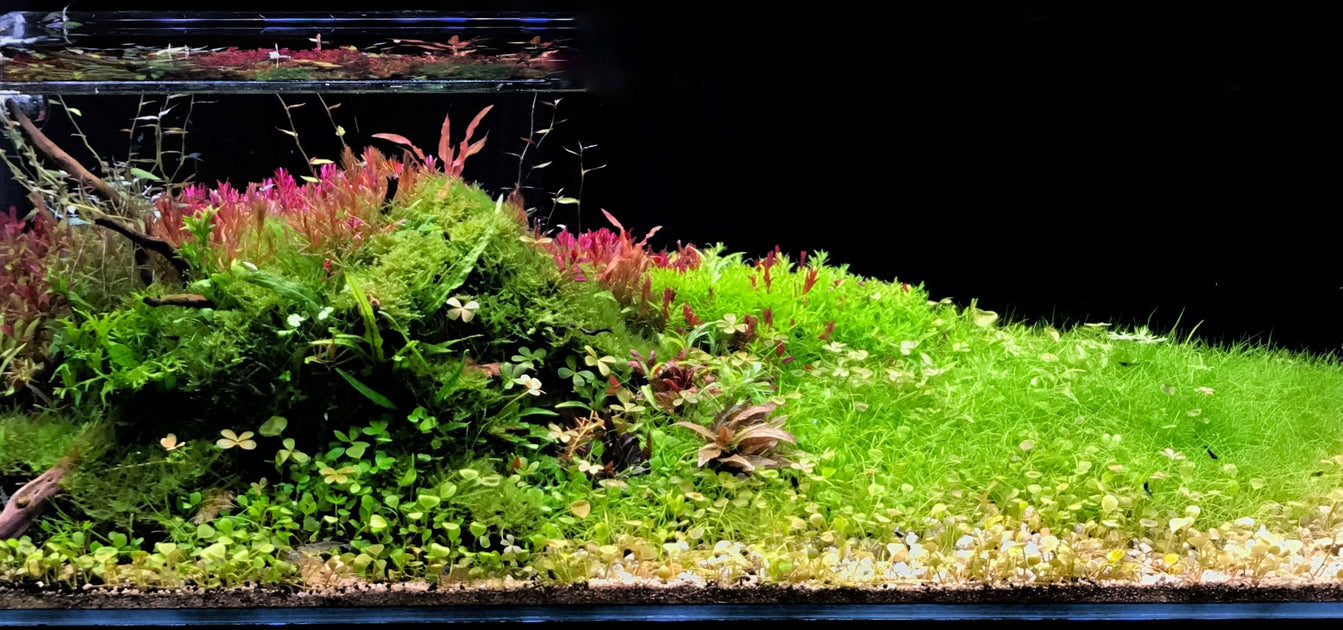 Planted aquarium shop outlet near me