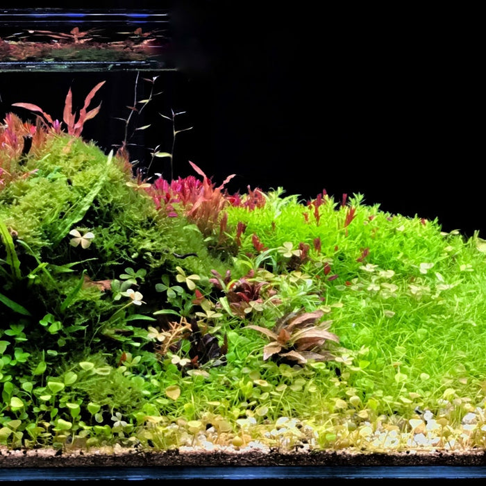 8 Tips for Your First High-Tech Aquarium