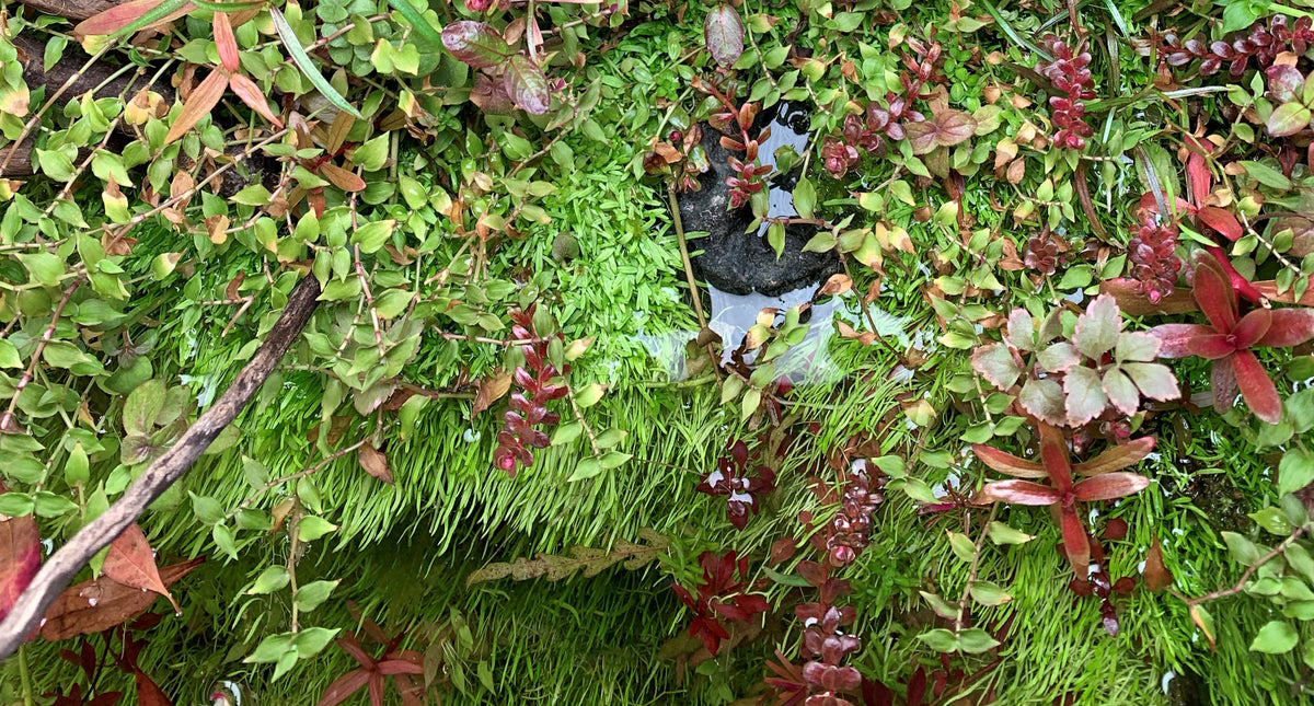 How to Grow Emersed Utricularia Graminifolia (UG) — Buce Plant