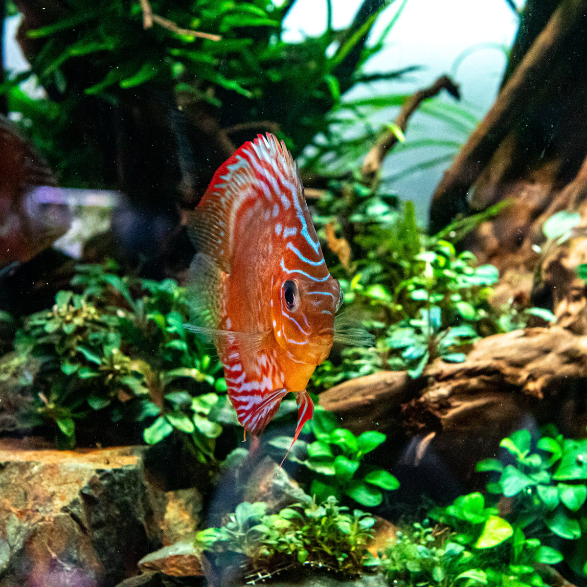 How to Quarantine Aquarium Fish — Buce Plant