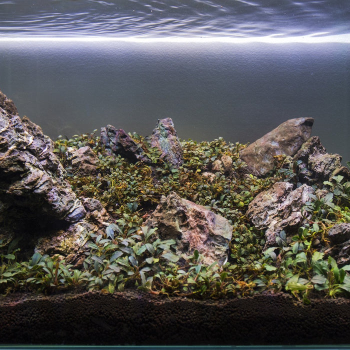 Dragon Stone (Ohko) Aquarium Hardscape — Buce Plant