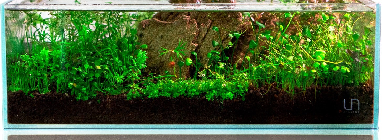 Planted Aquarium Substrate: Soil, Gravel, and Sand ā Buce Plant