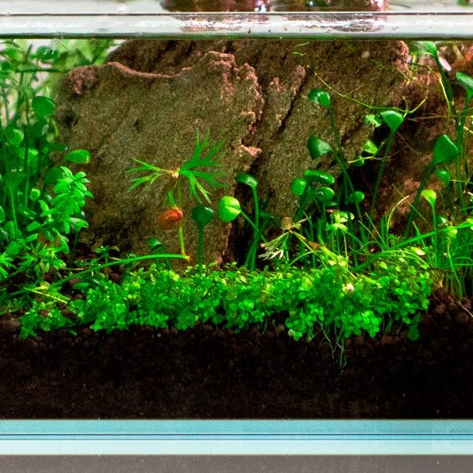 Planted Aquarium Substrate: Soil, Gravel, and Sand