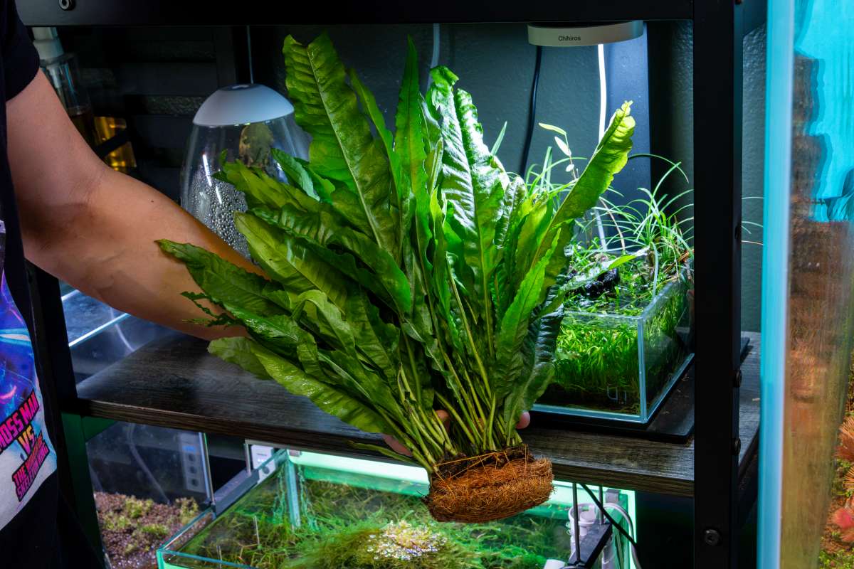 Aquarium Plants vs. Fake Plants: What’s the Real Difference?