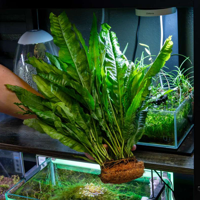 Aquarium Plants vs. Fake Plants: What’s the Real Difference?