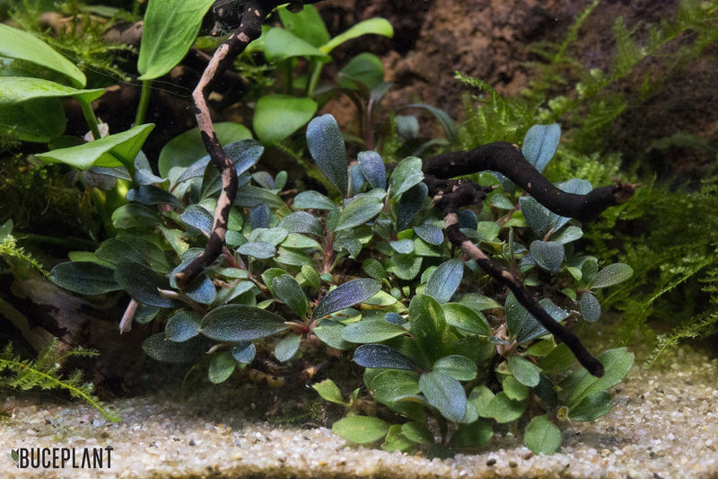 Lalina_Green_2099_WM_d38b1a68-