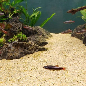 Tips for Maintaining an Aquascape with Multiple Substrates