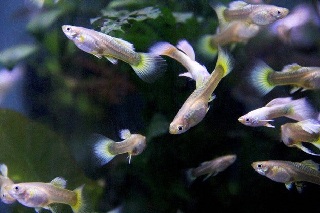 How To Adjust Water Hardness In The Aquarium — Buce Plant