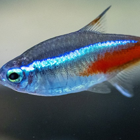5 Popular Freshwater Fish for Planted Aquariums