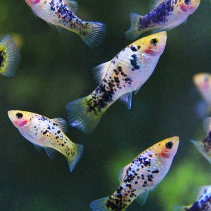 Top 10 Easy Fish for a Beginner's Planted Tank