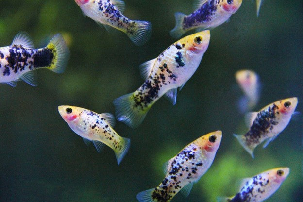 Top 10 Easy Fish for a Beginner's Planted Tank