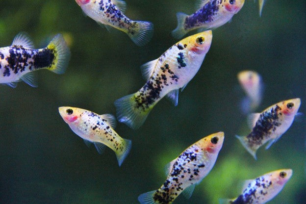 easiest live fish food culture site www.plantedtank.net GREAT START for a planted tank" The Beginner's Planted Aquarium Combo DustinsFishtanks Stepping up ferts on the
