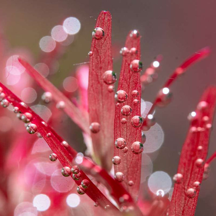 How To Successfully Grow Red Aquarium Plants