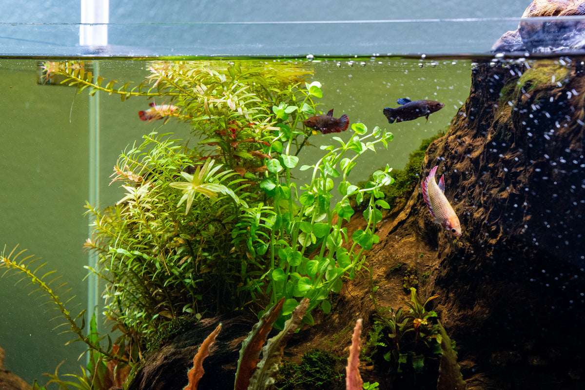 Java Moss - Super Easy Low Light Aquarium Live Plant, Premium Quality