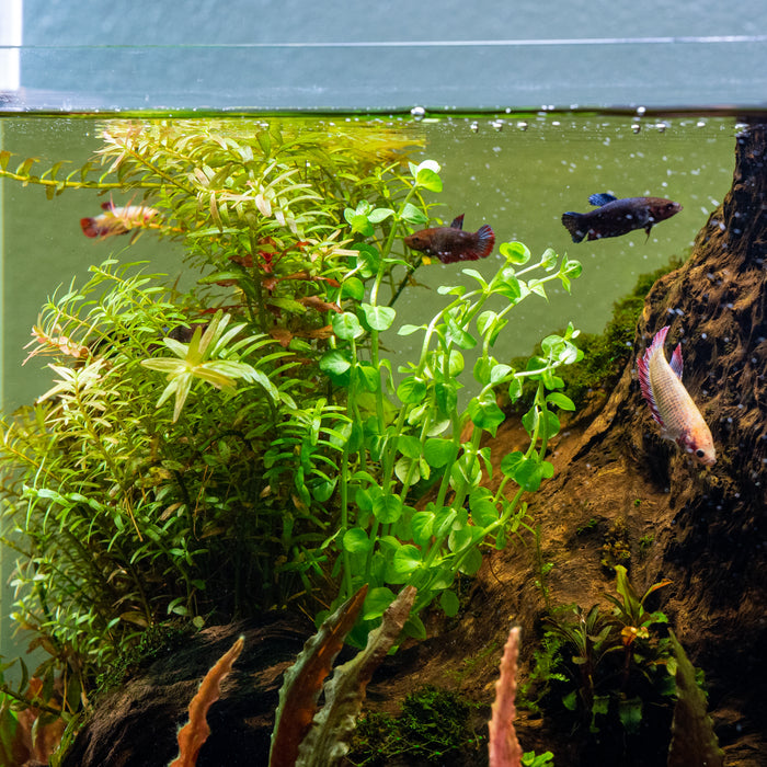 Best Plants to Grow Submerged AND Emersed — Buce Plant