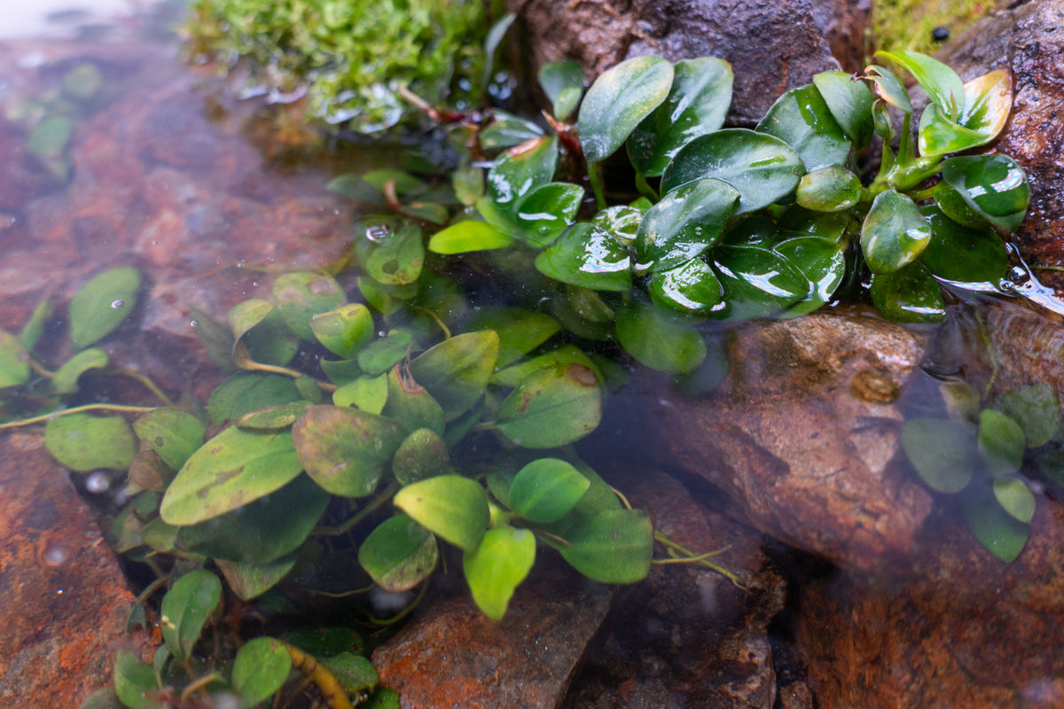 Best Plants to Grow Submerged AND Emersed — Buce Plant