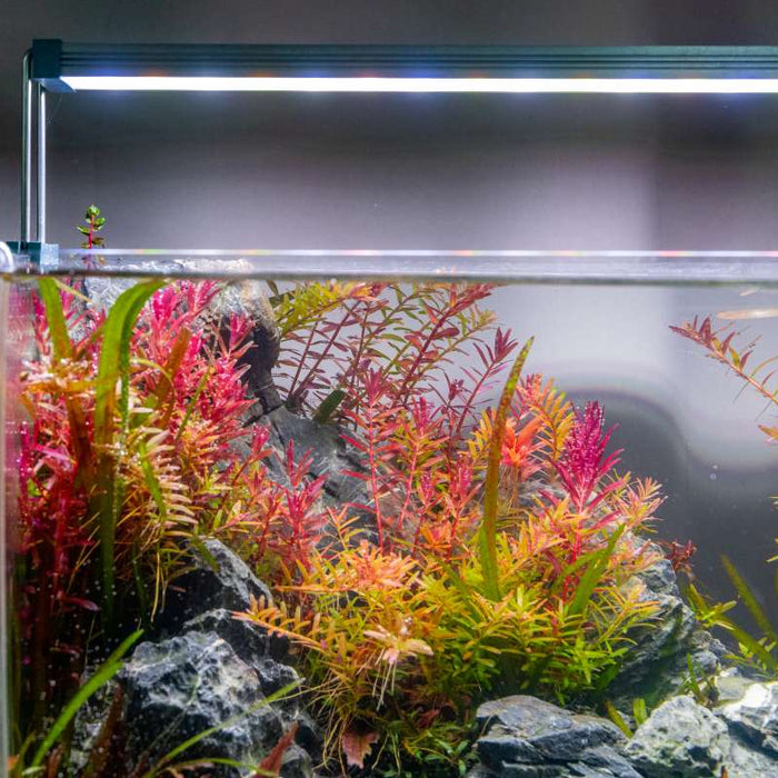 The Science of Aquascaping: Light, CO2, and Balance
