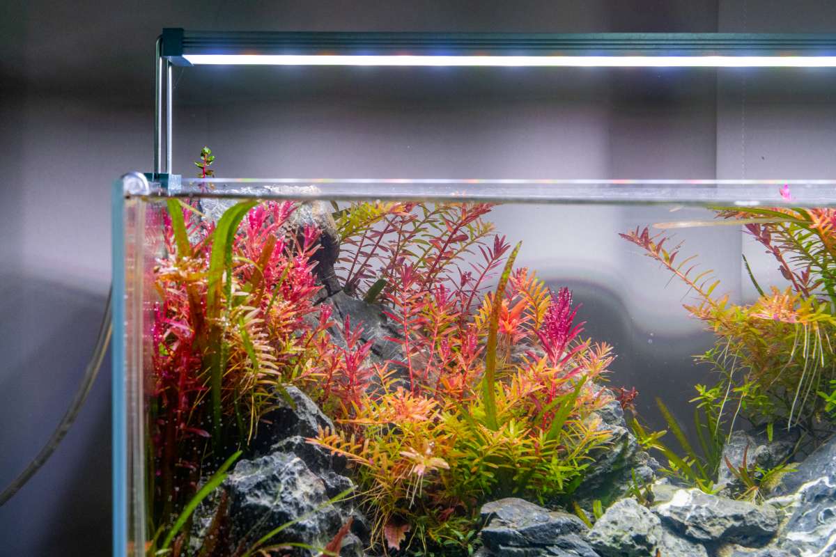 The Science of Aquascaping: Light, CO2, and Balance