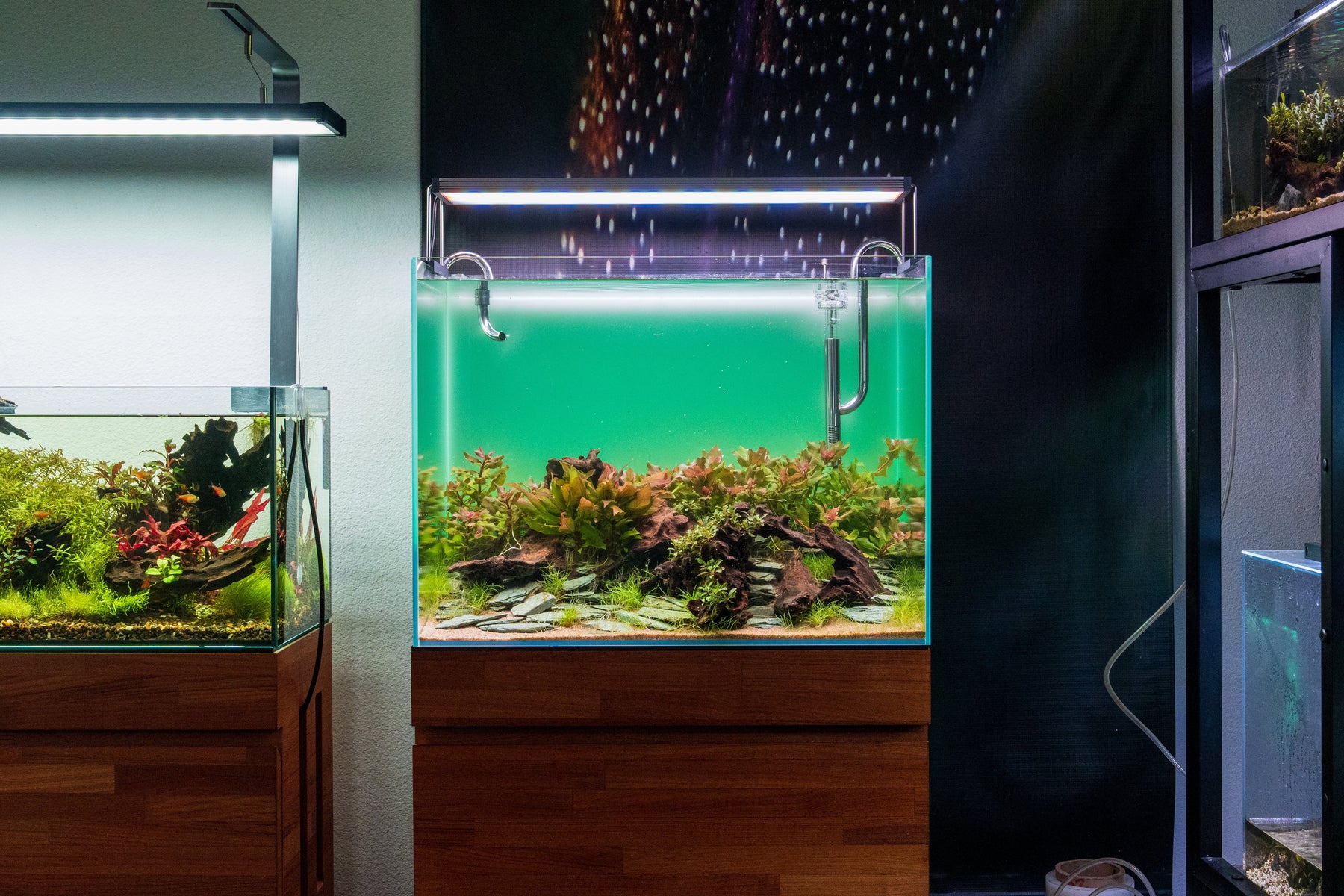 How Aquascaping Improves Mental Wellness