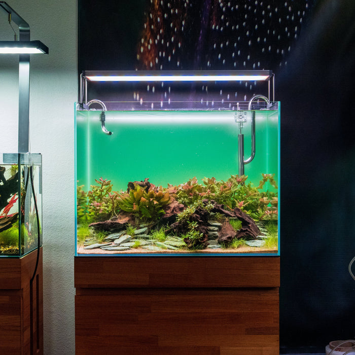 How Aquascaping Improves Mental Wellness