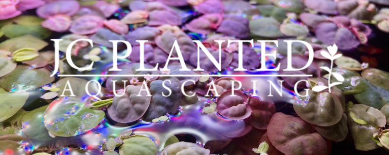 Buce Buddies: Aquascaper Julio Casarez — Buce Plant