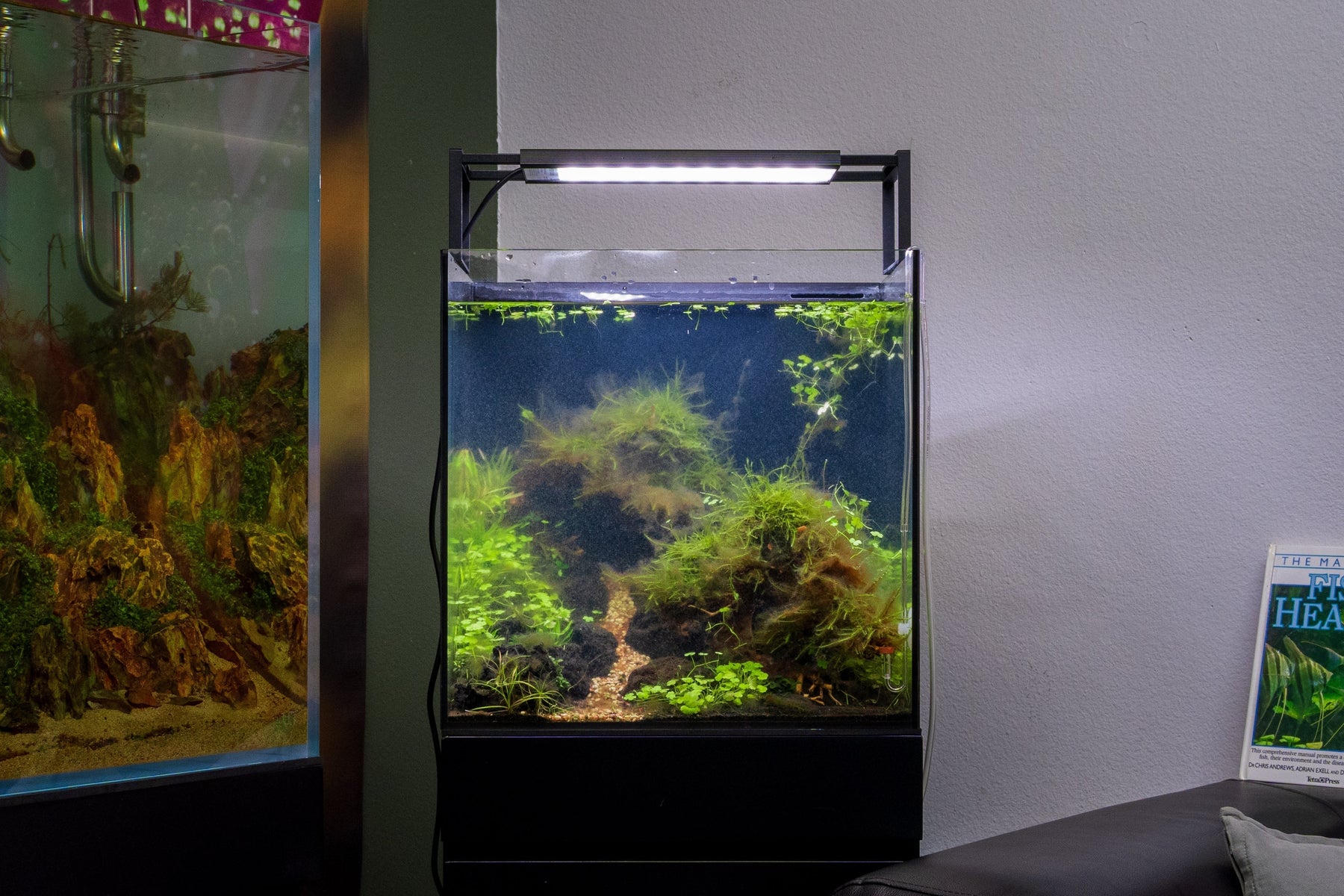 Fixing Cloudy Water in Your New Aquarium: A Guide