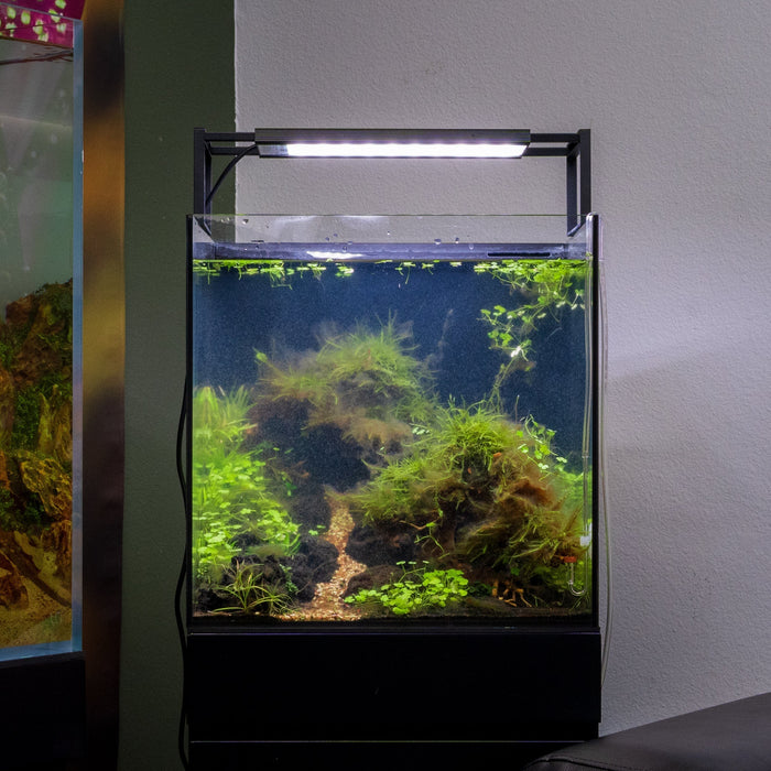 Fixing Cloudy Water in Your New Aquarium: A Guide