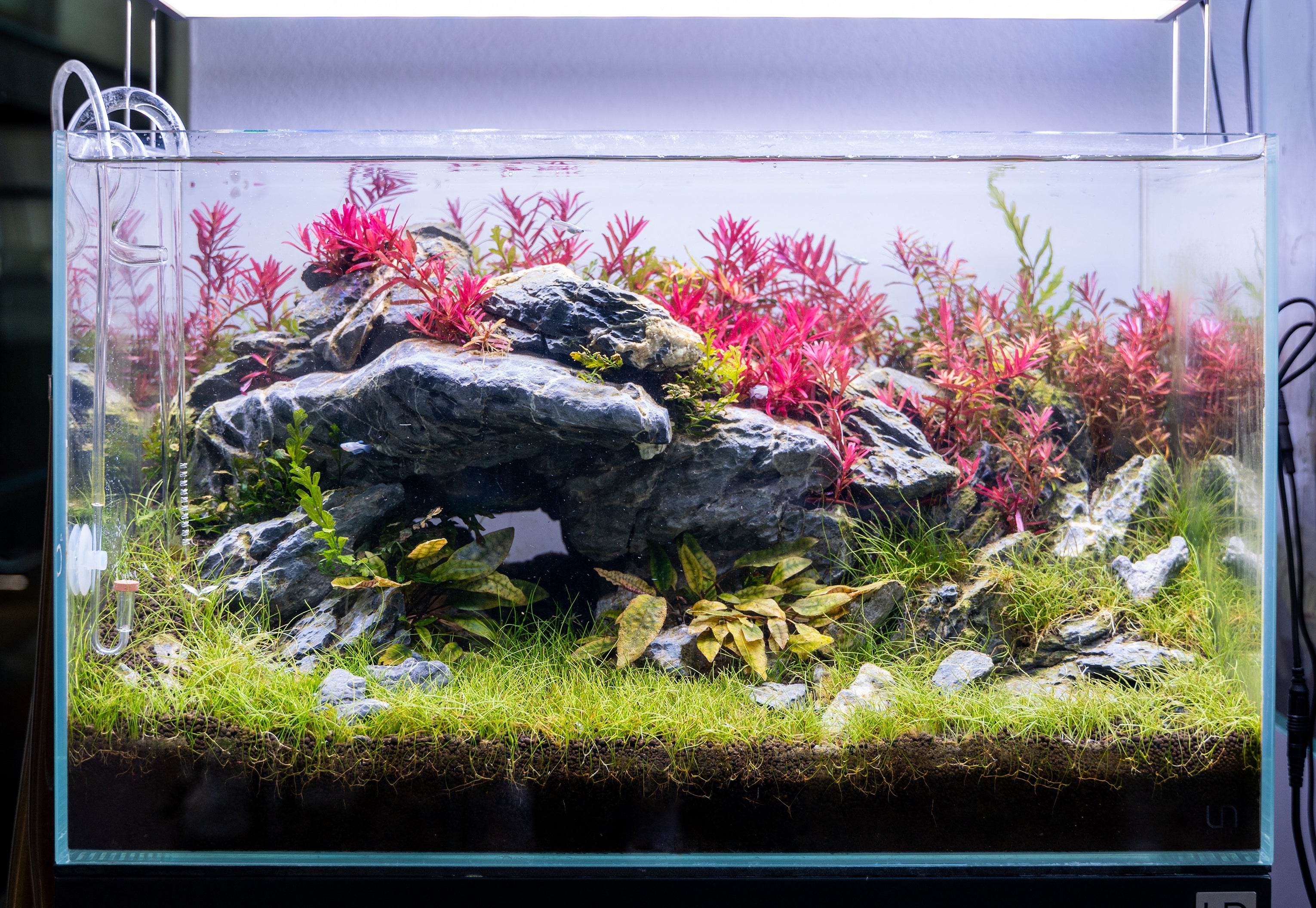 What is Aquascaping: History, Origins, and Evolution — Buce Plant